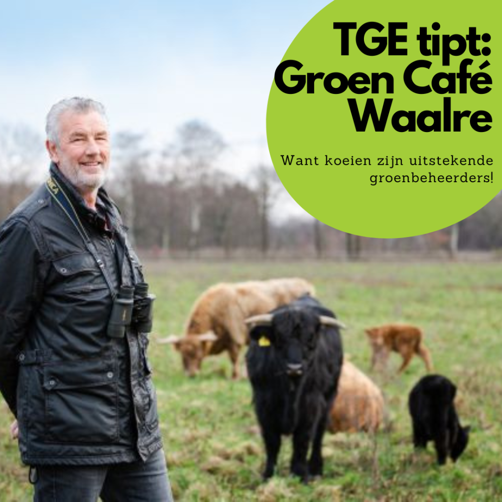 Groen Café Waalre: Schotse Hooglanders als natuurbeheerders